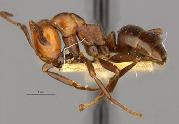 Media type: image; Entomology 21726   Aspect: habitus lateral